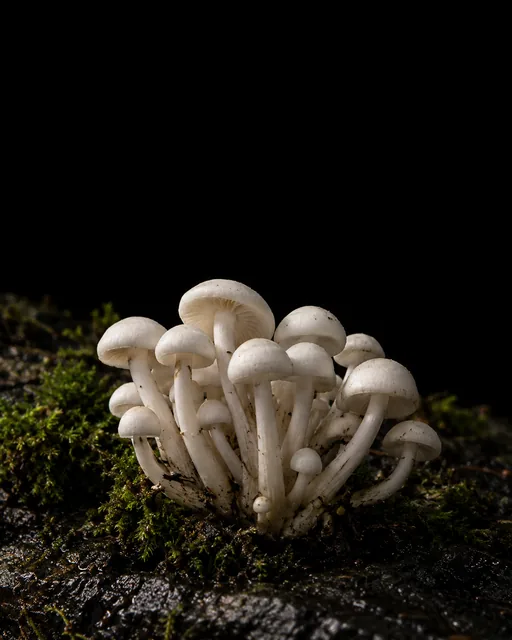 A cluster of small white beech mushrooms growing from moss on a dark log