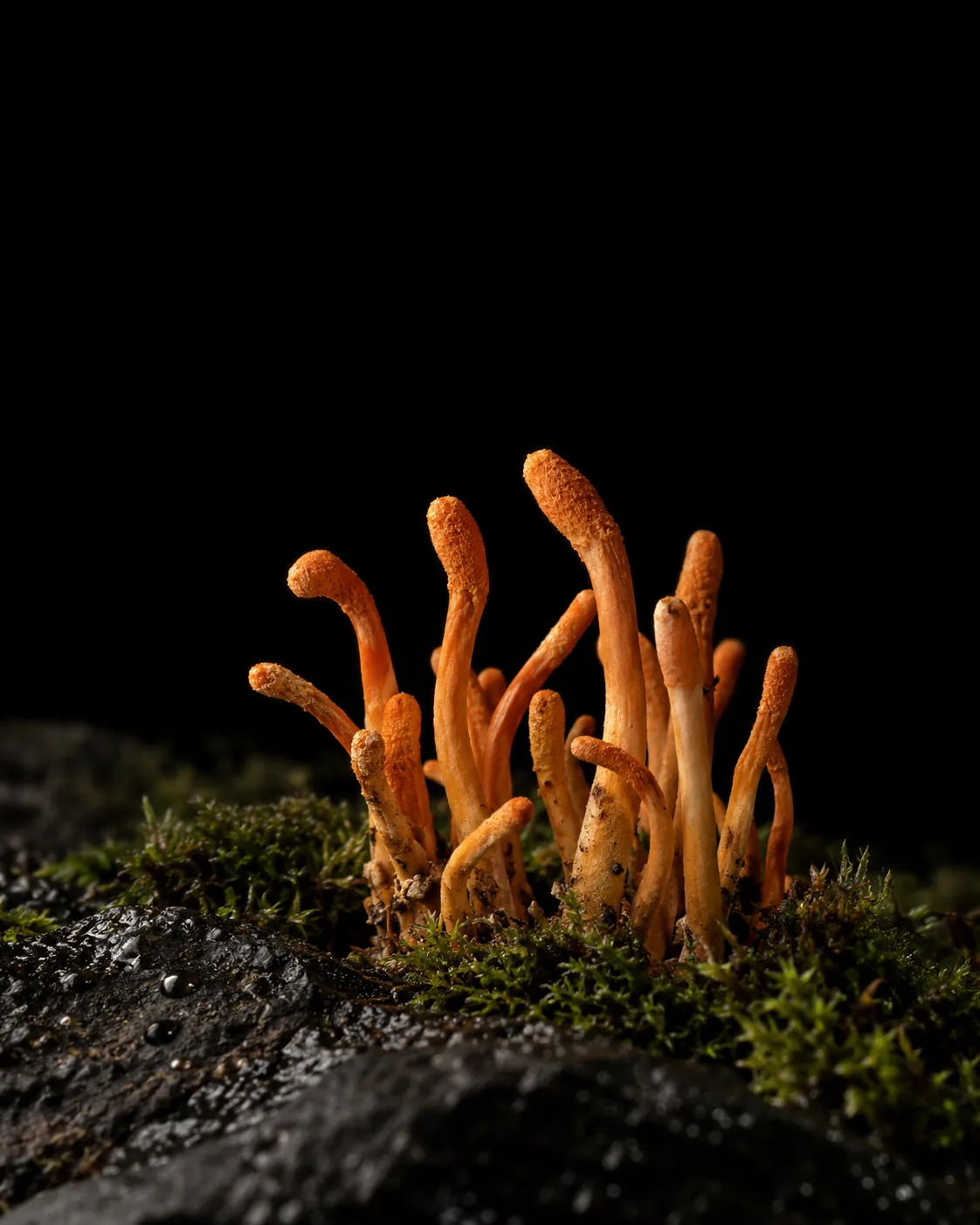 Slender orange cordyceps fruiting bodies rising from moss on wet black basalt