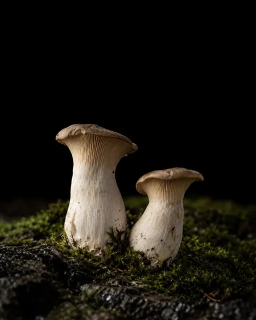 Two king trumpet mushrooms with thick ivory stems growing from moss on wet basalt