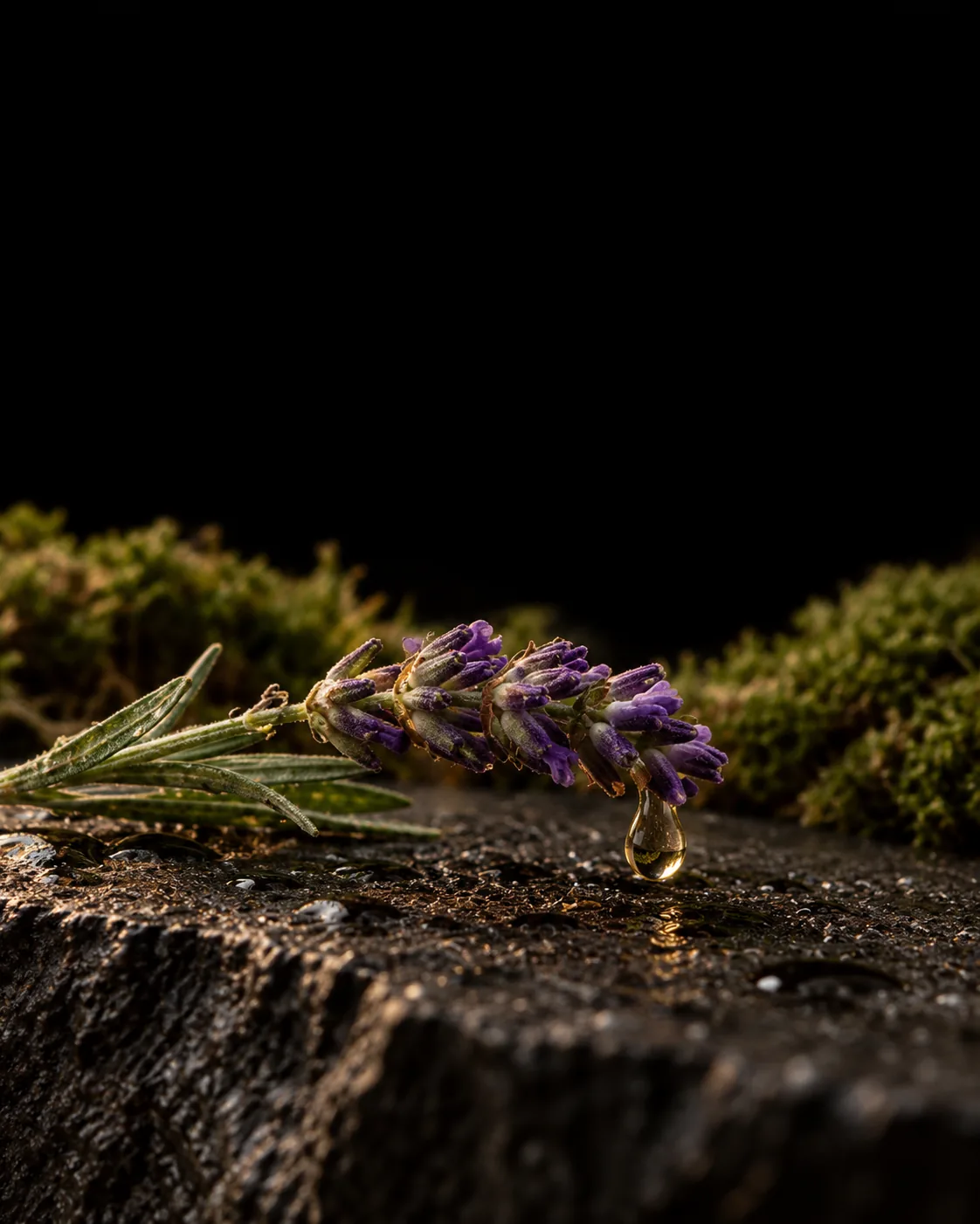 A drop of oil hanging from a fresh lavender sprig on wet black basalt