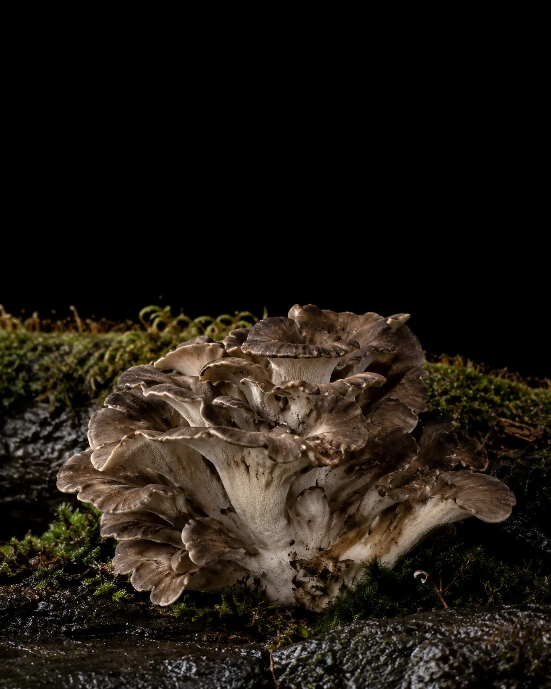 A ruffled grey-brown maitake cluster growing from moss on a dark wet log