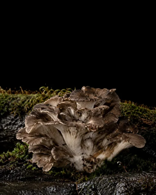 A ruffled grey-brown maitake cluster growing from moss on a dark wet log