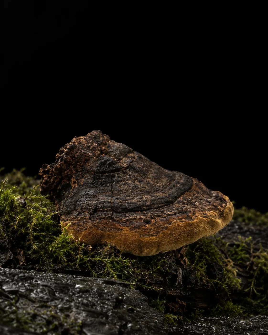 A hoof-shaped meshima bracket with a cracked dark crust and golden rim on a mossy dark log