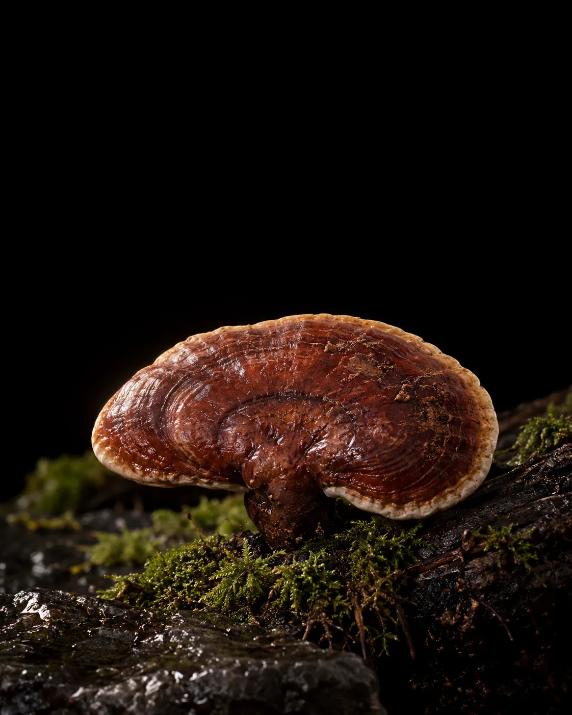 A glossy red-brown reishi bracket with a cream rim on a mossy dark log