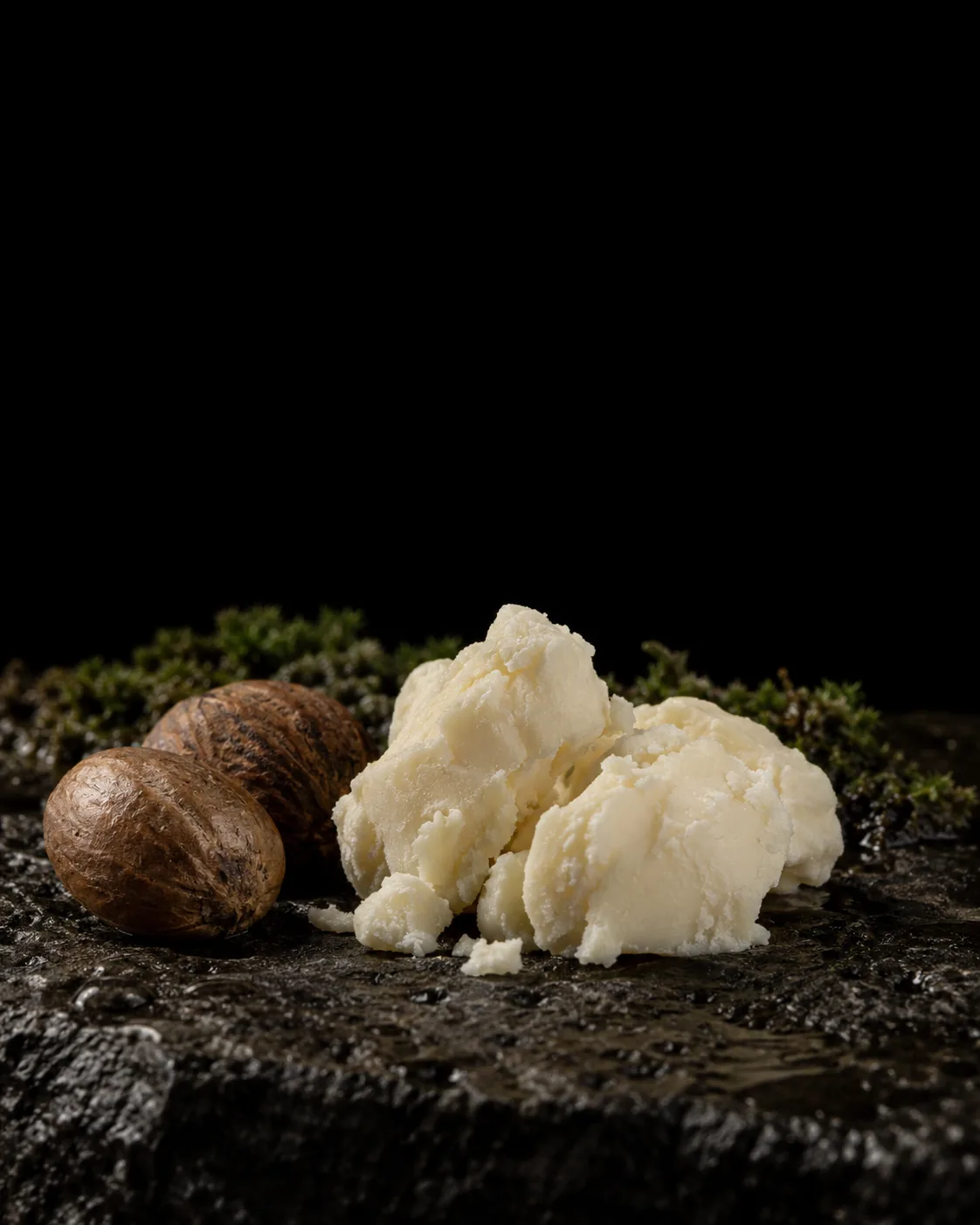 Soft ivory shea butter beside two shea nuts on wet black basalt, moss behind