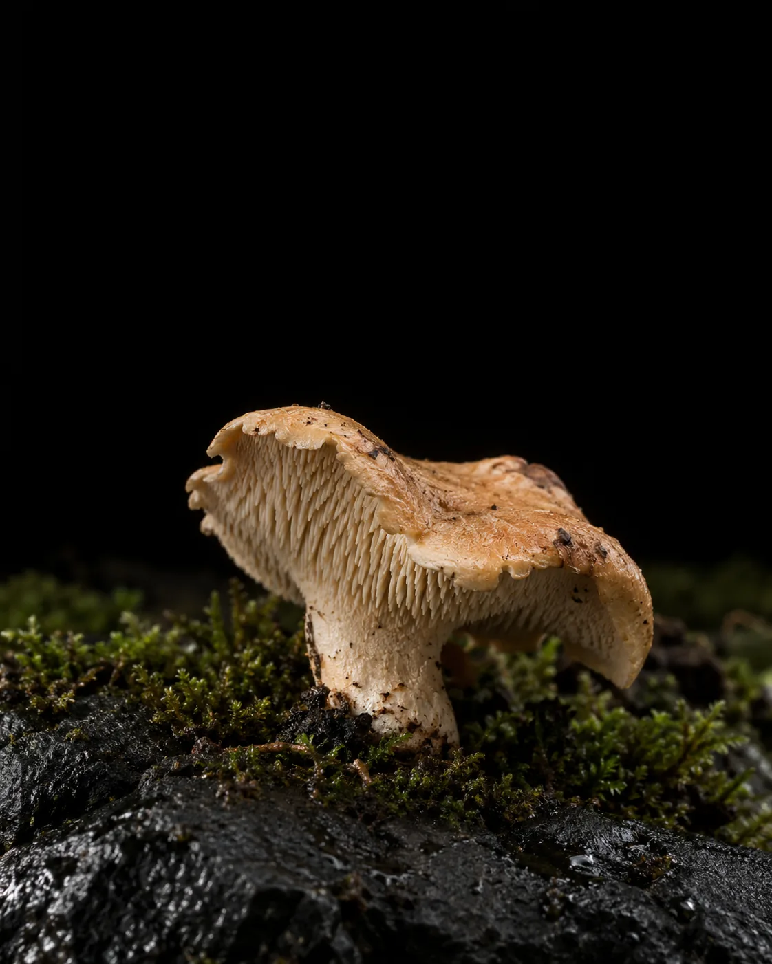 A pale orange sweet tooth mushroom showing the soft spines under its cap, growing from moss