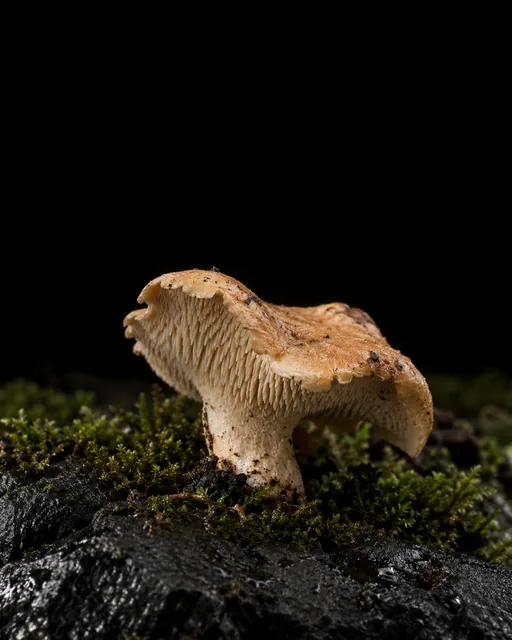 A pale orange sweet tooth mushroom showing the soft spines under its cap, growing from moss