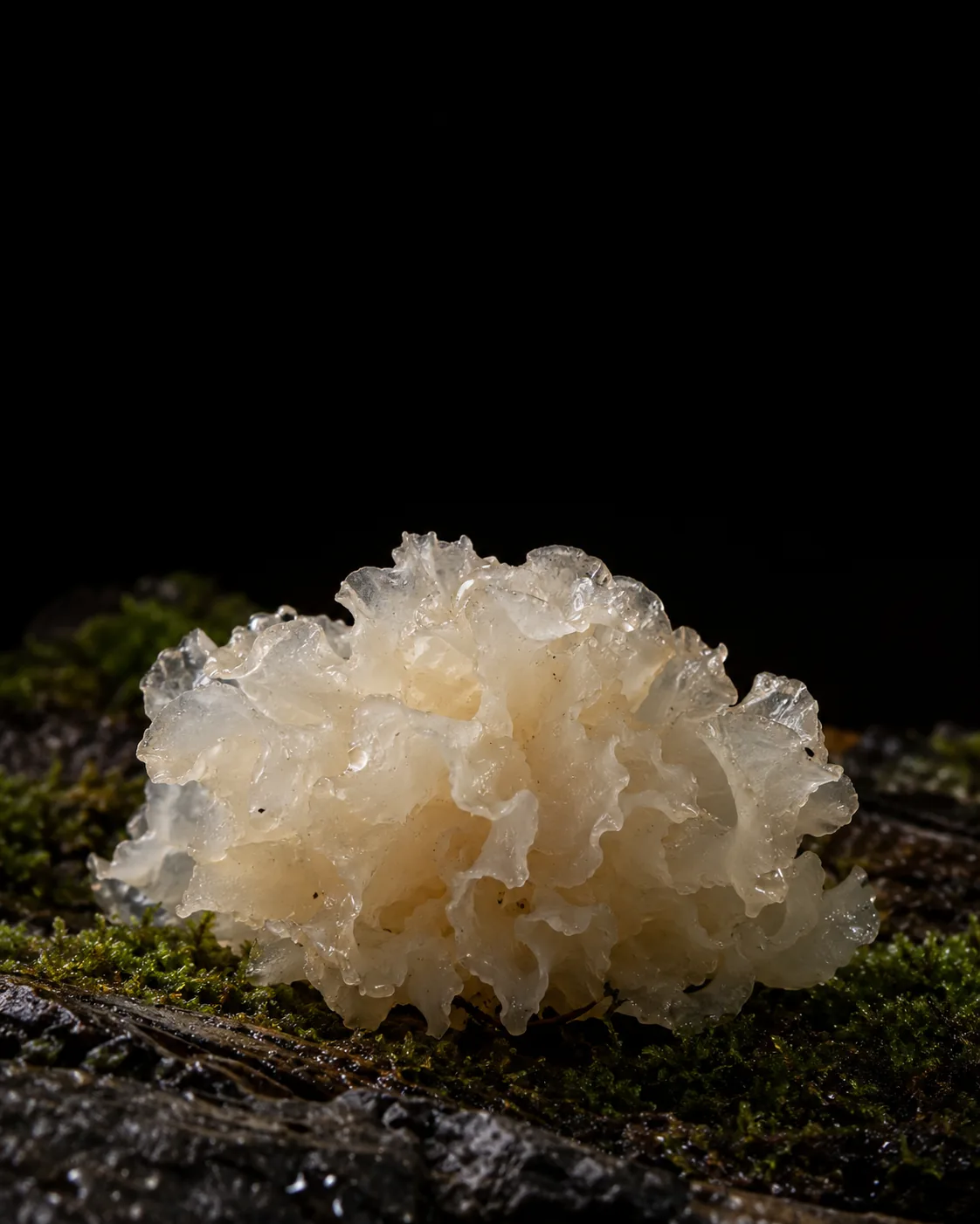 A frilly, translucent white snow fungus on a mossy dark log