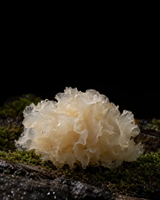 A frilly, translucent white snow fungus on a mossy dark log
