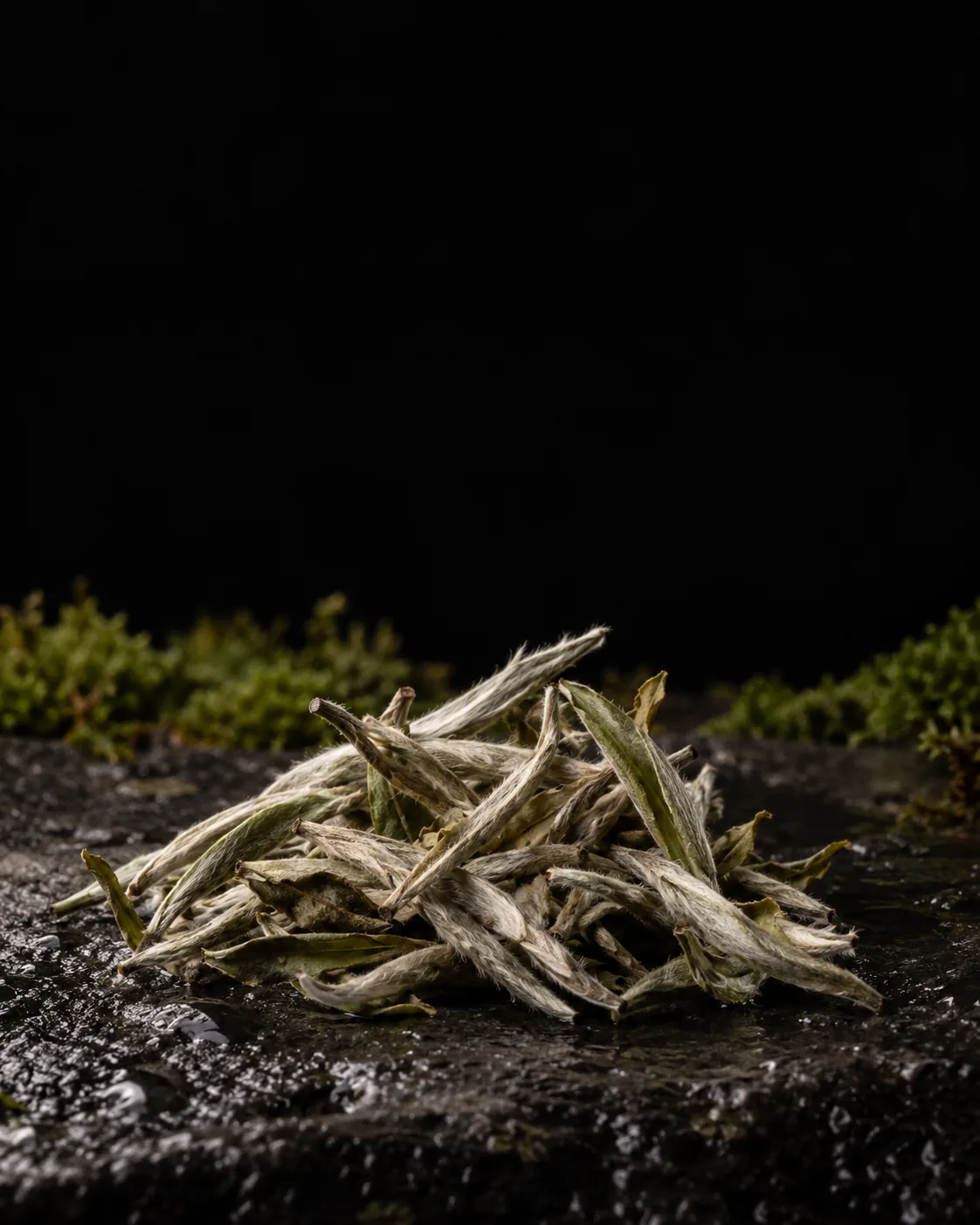 A small heap of silvery white tea leaves and buds on wet black basalt, moss behind
