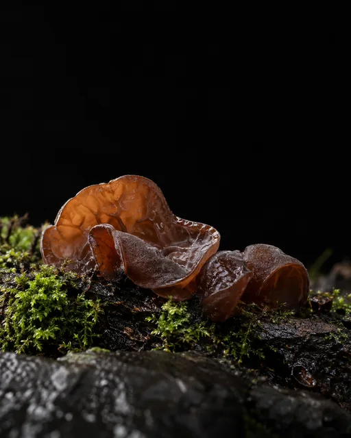 Glossy brown wood ear fungus growing from moss on a dark wet log