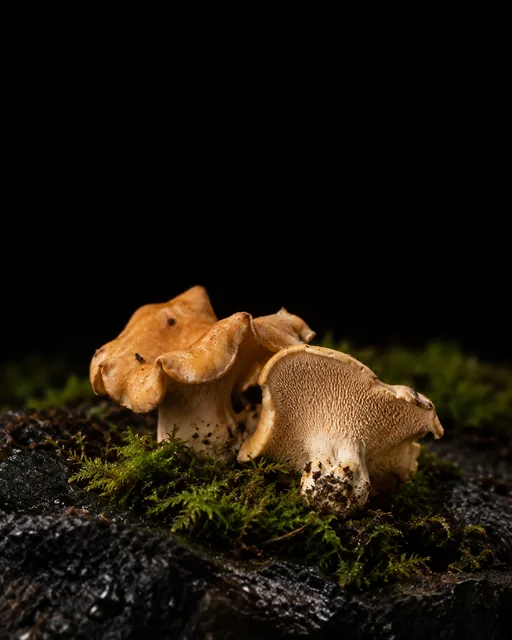 Orange-tan wood hedgehog mushrooms in moss, one turned over to show the spines beneath